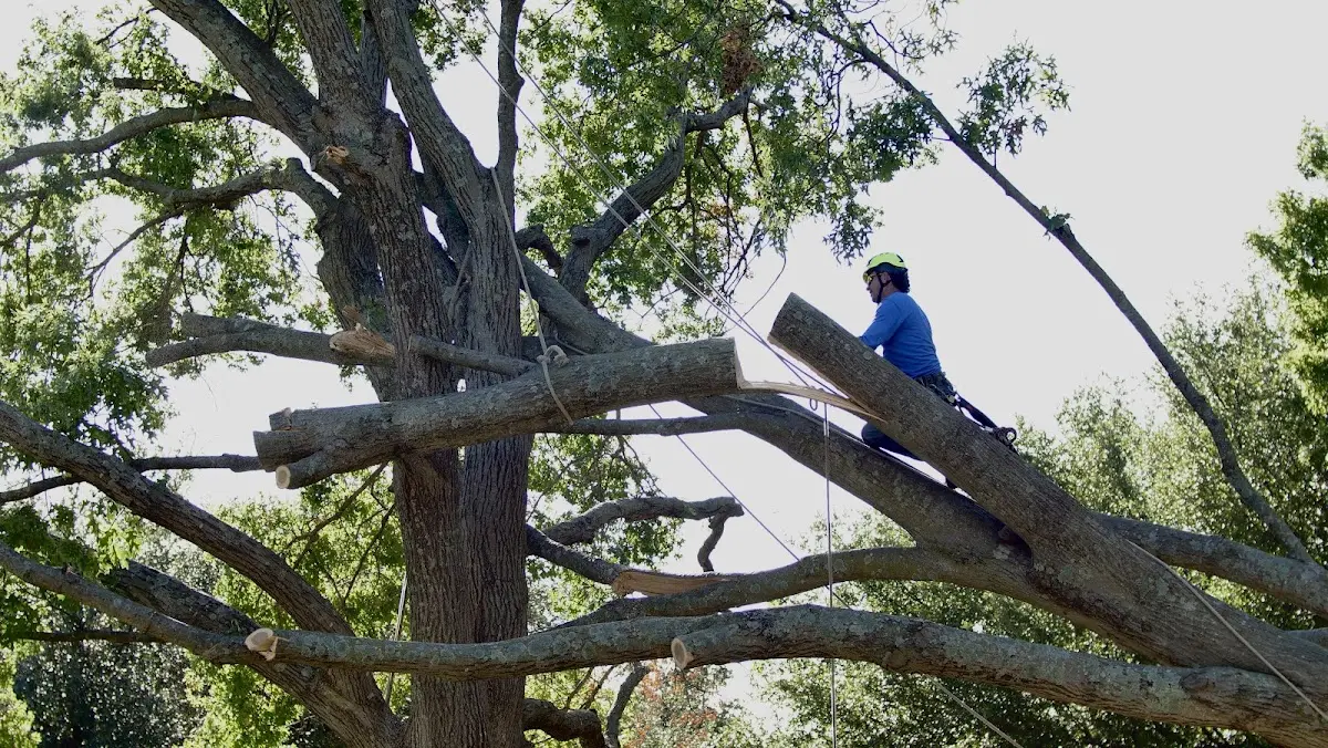 Professional Hazardous Tree Removal performed by certified arborists in Natick